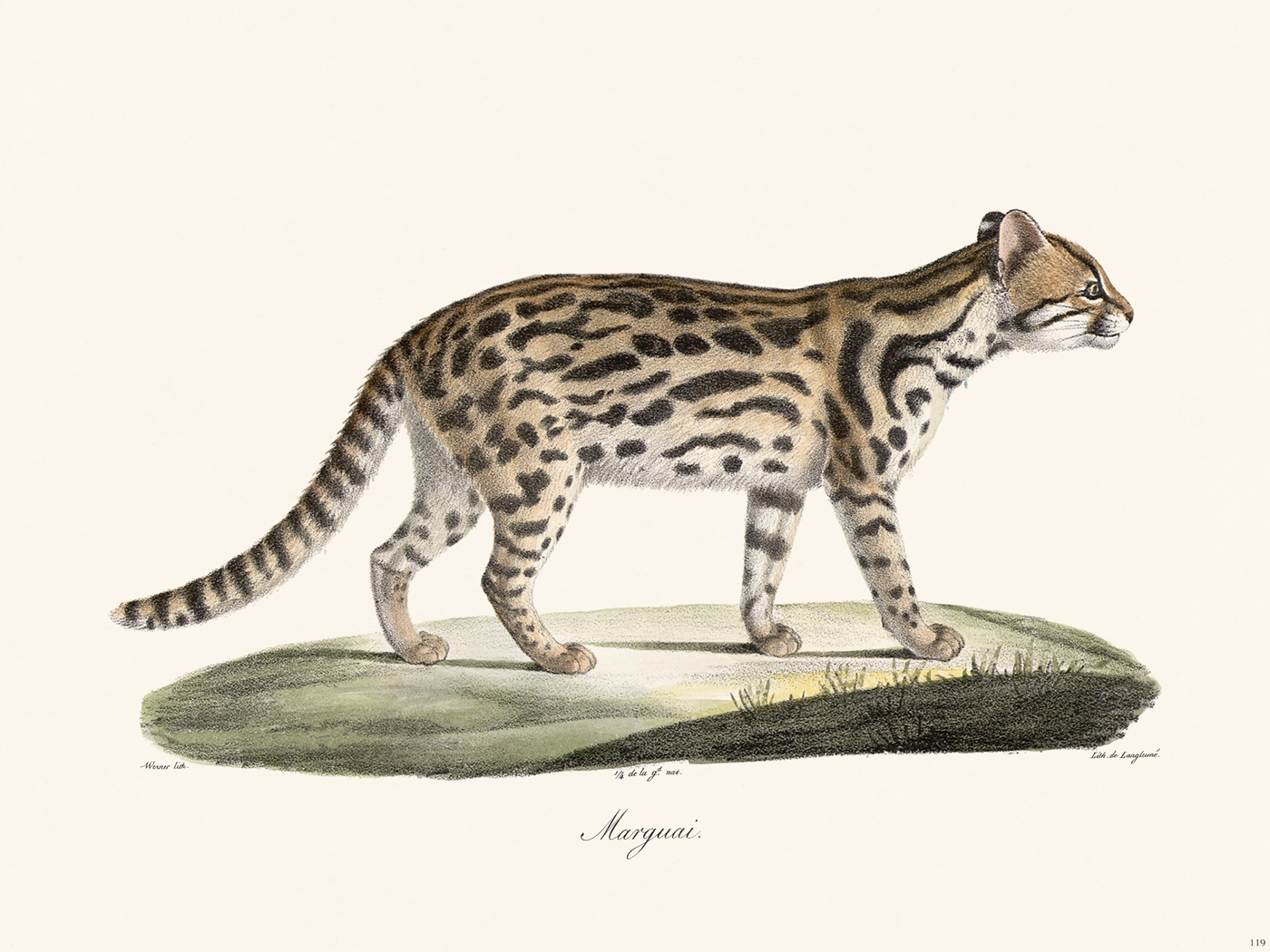 Cuvier 119 Margay Cat of S America